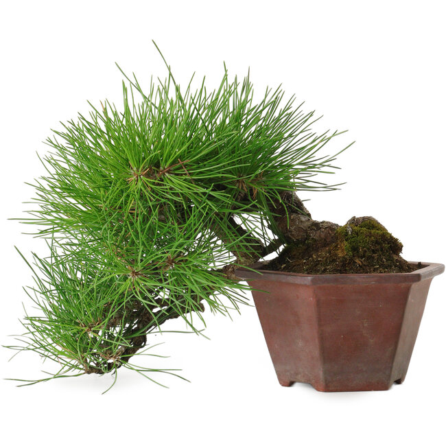 Pinus thunbergii, 15 cm, ± 30 anni, con un nebari di 6 cm