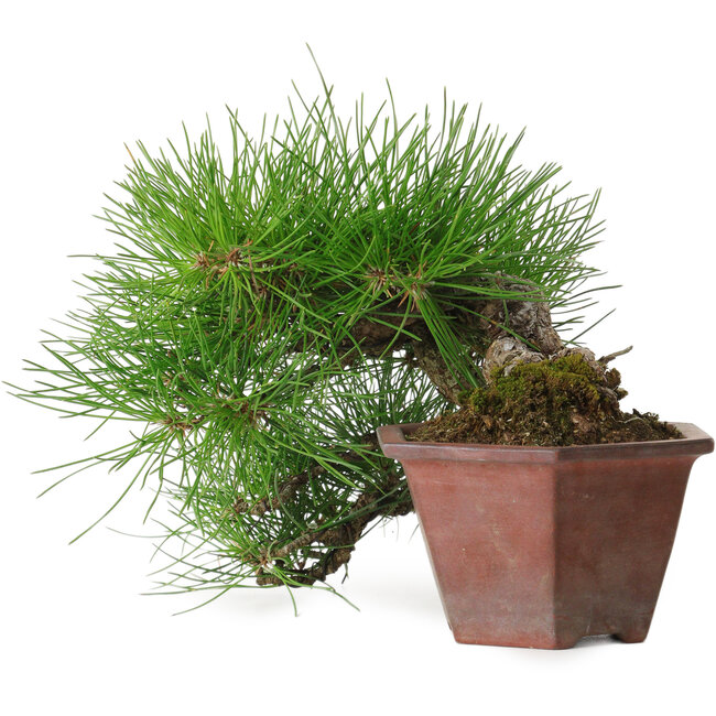 Pinus thunbergii, 15 cm, ca. 30 Jahre alt, mit einem Wurzelhals von 6 cm