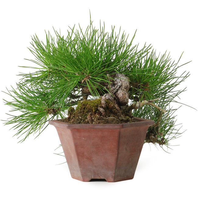 Pinus thunbergii, 15 cm, ± 30 jaar oud, met een nebari van 6 cm.