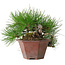 Pinus thunbergii, 15 cm, ± 30 anni, con un nebari di 6 cm