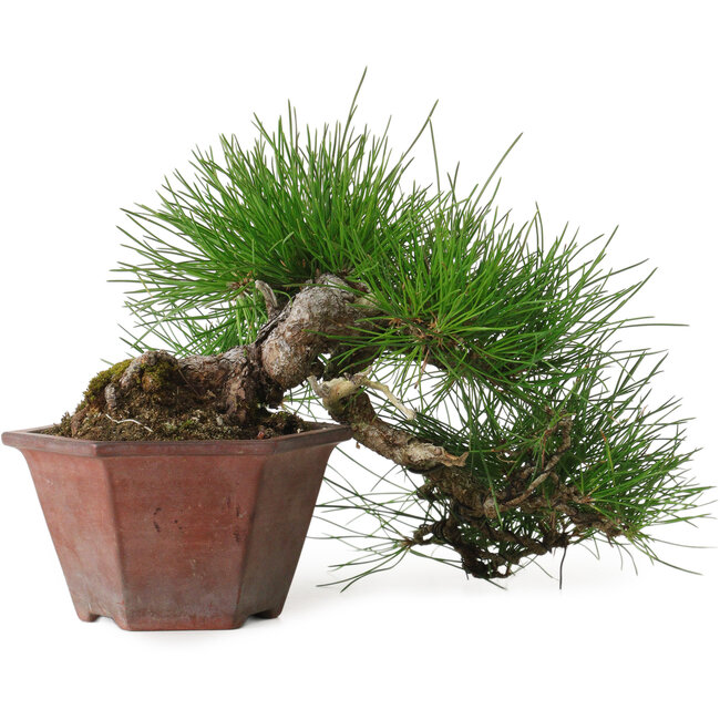Pinus thunbergii, 15 cm, ± 30 jaar oud, met een nebari van 6 cm.