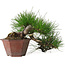 Pinus thunbergii, 15 cm, ± 30 años, con un nebari de 6 cm
