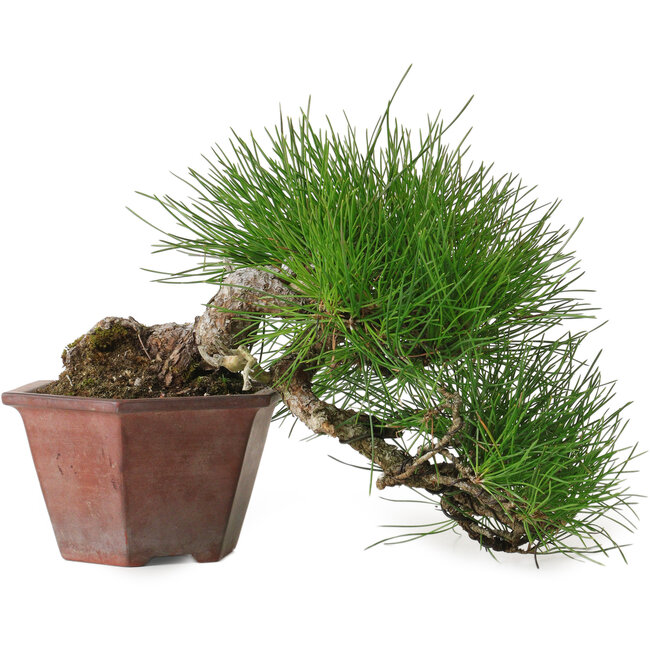 Pinus thunbergii, 15 cm, ± 30 anni, con un nebari di 6 cm
