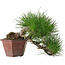 Pinus thunbergii, 15 cm, ± 30 jaar oud, met een nebari van 6 cm.