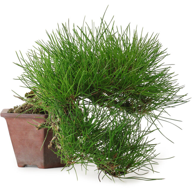 Pinus thunbergii, 15 cm, ± 30 ans, avec un nebari de 6 cm