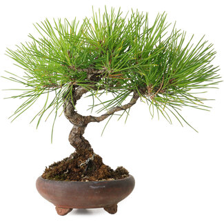 Pinus thunbergii, 21 cm, ± 30 years old