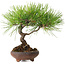 Pinus thunbergii, 21 cm, ± 30 años, con un nebari de 5 cm