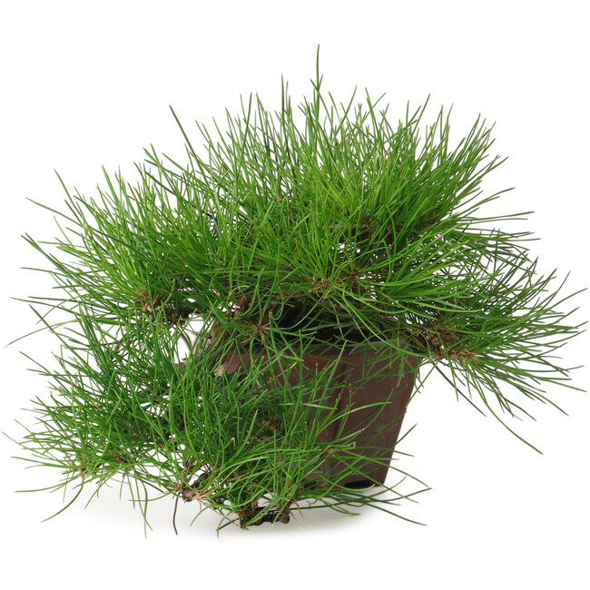 Pinus thunbergii, 15 cm, ± 30 jaar oud, met een nebari van 6 cm.