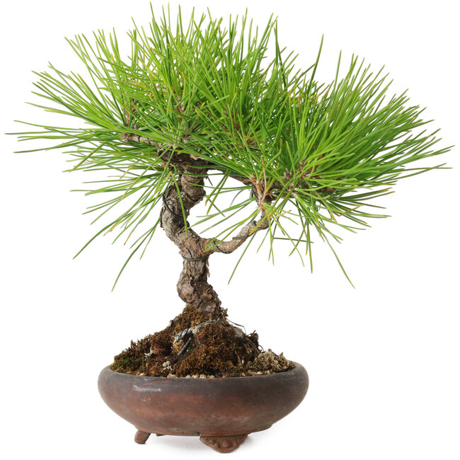 Pinus thunbergii, 21 cm, ± 30 años, con un nebari de 5 cm