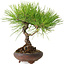 Pinus thunbergii, 21 cm, ± 30 jaar oud, met een nebari van 5 cm
