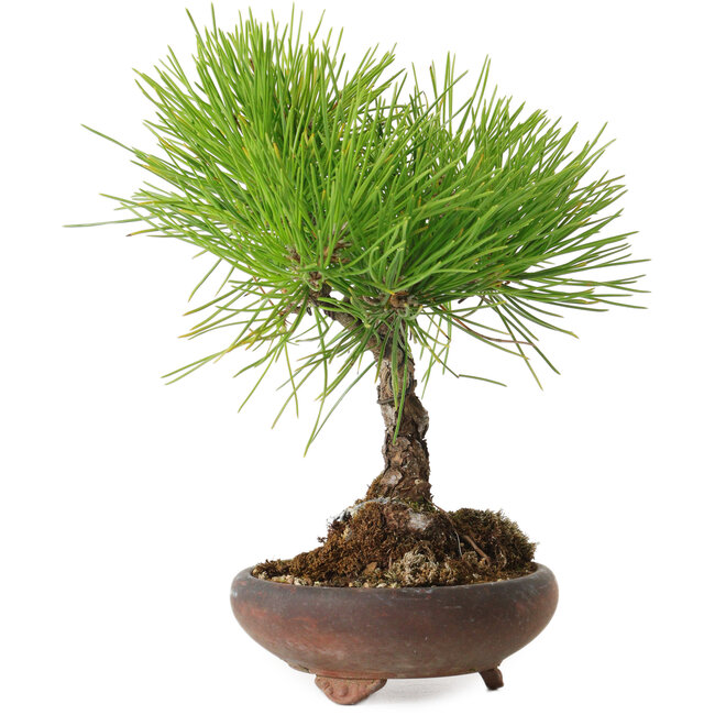 Pinus thunbergii, 21 cm, ± 30 anni, con un nebari di 5 cm