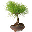 Pinus thunbergii, 21 cm, ± 30 ans, avec un nebari de 5 cm