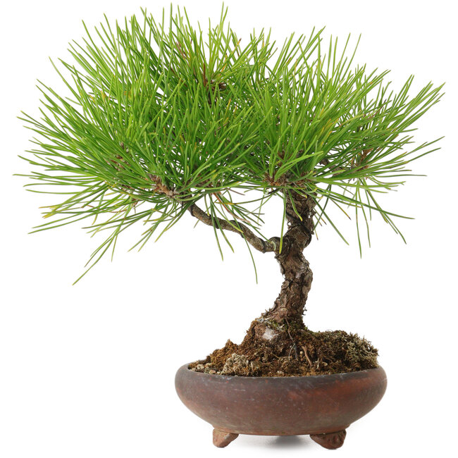 Pinus thunbergii, 21 cm, ± 30 años, con un nebari de 5 cm