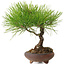 Pinus thunbergii, 21 cm, ± 30 years old, with a nebari of 5 cm