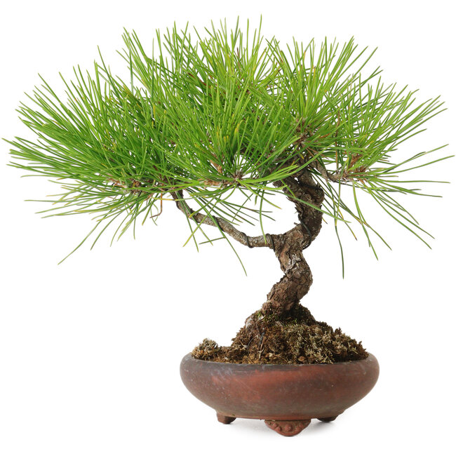 Pinus thunbergii, 21 cm, ± 30 jaar oud, met een nebari van 5 cm