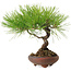 Pinus thunbergii, 21 cm, ± 30 years old, with a nebari of 5 cm