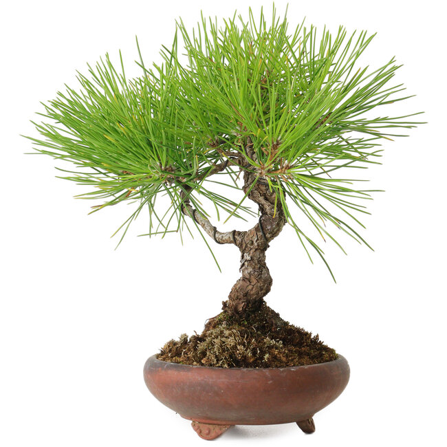 Pinus thunbergii, 21 cm, ± 30 jaar oud, met een nebari van 5 cm