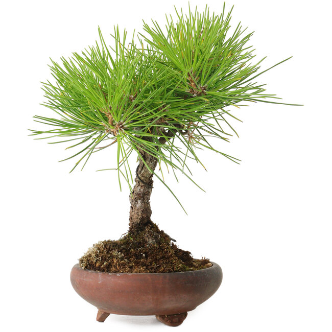 Pinus thunbergii, 21 cm, ± 30 ans, avec un nebari de 5 cm