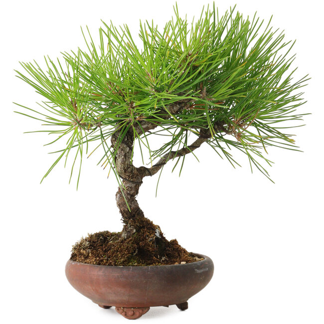 Pinus thunbergii, 21 cm, ± 30 años, con un nebari de 5 cm