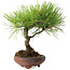 Pinus thunbergii, 21 cm, ± 30 ans, avec un nebari de 5 cm