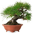 Pinus thunbergii, 18 cm, ± 30 jaar oud, met een nebari van 6 cm, in een handgemaakte Japanse pot van Eime Yozan.