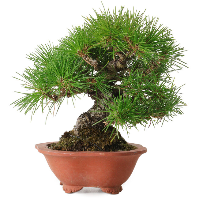 Pinus thunbergii, 18 cm, ± 30 anni, con un nebari di 6 cm, in un vaso giapponese fatto a mano da Eime Yozan