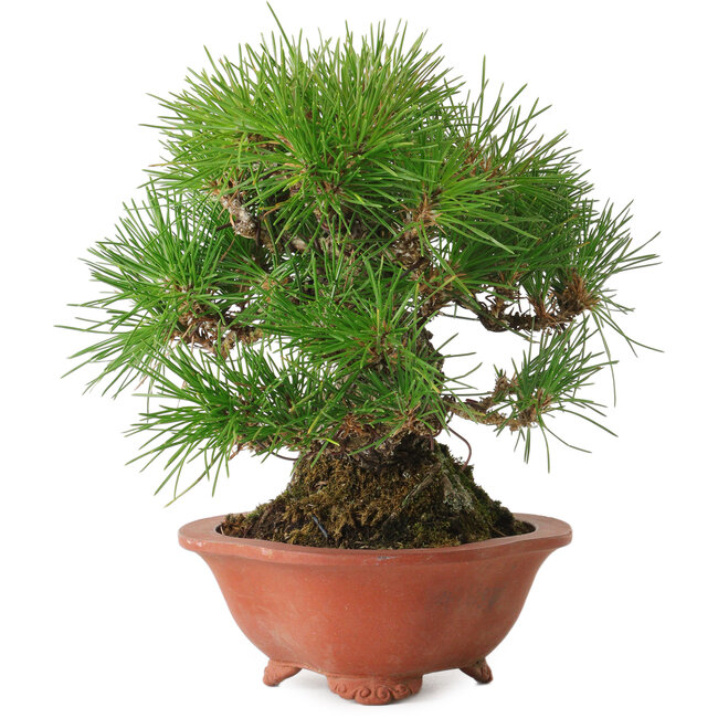 Pinus thunbergii, 18 cm, ± 30 jaar oud, met een nebari van 6 cm, in een handgemaakte Japanse pot van Eime Yozan.