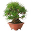 Pinus thunbergii, 18 cm, ± 30 años, con un nebari de 6 cm, en una maceta japonesa hecha a mano por Eime Yozan