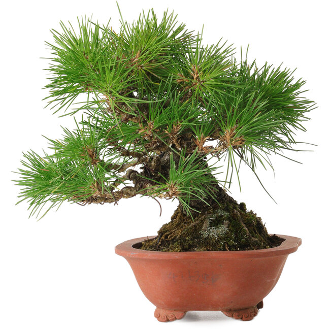 Pinus thunbergii, 18 cm, ± 30 años, con un nebari de 6 cm, en una maceta japonesa hecha a mano por Eime Yozan