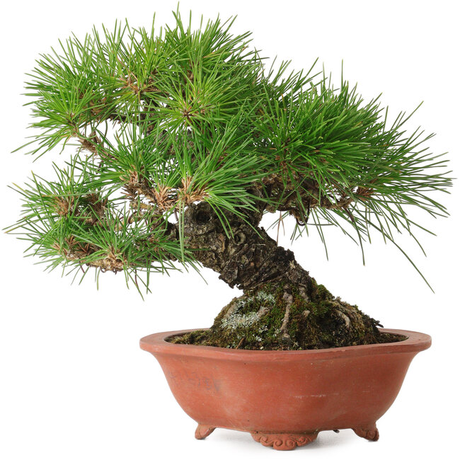 Pinus thunbergii, 18 cm, ca. 30 Jahre alt, mit einem Wurzelhals von 6 cm, in einem handgefertigten japanischen Topf von Eime Yozan