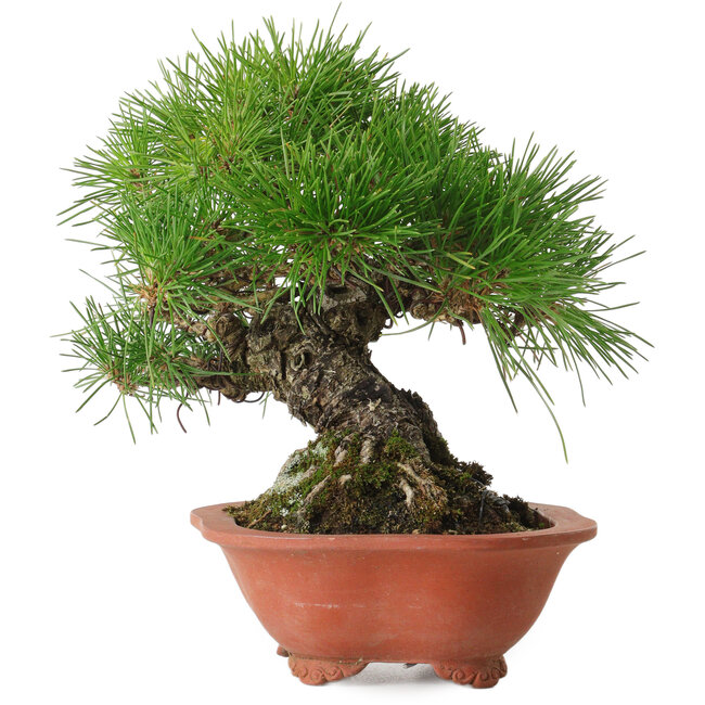 Pinus thunbergii, 18 cm, environ 30 ans, avec un nebari de 6 cm, dans un pot japonais fait main par Eime Yozan