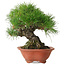 Pinus thunbergii, 18 cm, ± 30 years old, with a nebari of 6 cm, in a handmade Japanese pot by Eime Yozan