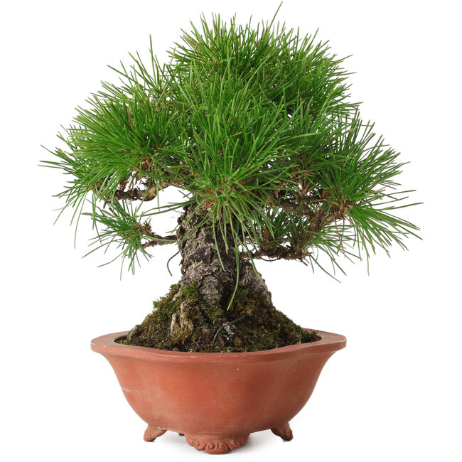 Pinus thunbergii, 18 cm, ± 30 años, con un nebari de 6 cm, en una maceta japonesa hecha a mano por Eime Yozan