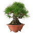 Pinus thunbergii, 18 cm, ± 30 jaar oud, met een nebari van 6 cm, in een handgemaakte Japanse pot van Eime Yozan.