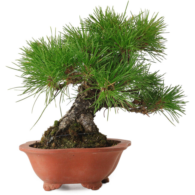 Pinus thunbergii, 18 cm, ca. 30 Jahre alt, mit einem Wurzelhals von 6 cm, in einem handgefertigten japanischen Topf von Eime Yozan