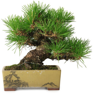 Pinus thunbergii, 16 cm, ± 30 años