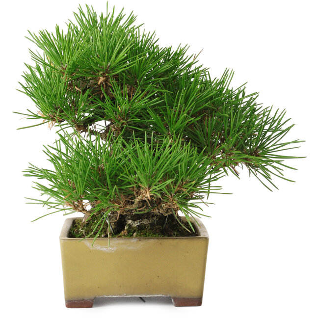 Pinus thunbergii, 16 cm, ± 30 años, con un nebari de 7 cm