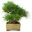 Pinus thunbergii, 16 cm, ± 30 años, con un nebari de 7 cm
