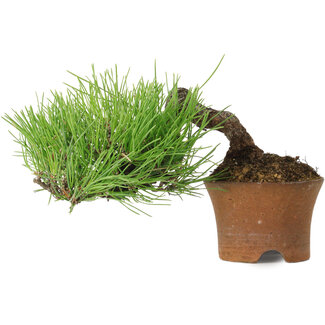 Pinus thunbergii, 9 cm, ± 25 años