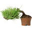 Pinus thunbergii, 9 cm, ± 25 ans, avec un nebari de 4 cm
