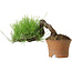 Pinus thunbergii, 9 cm, ca. 25 Jahre alt, mit einem Wurzelhals von 4 cm