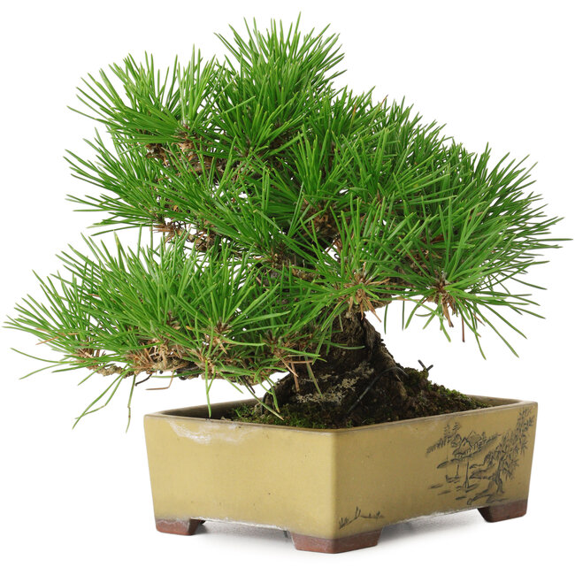 Pinus thunbergii, 16 cm, ± 30 años, con un nebari de 7 cm