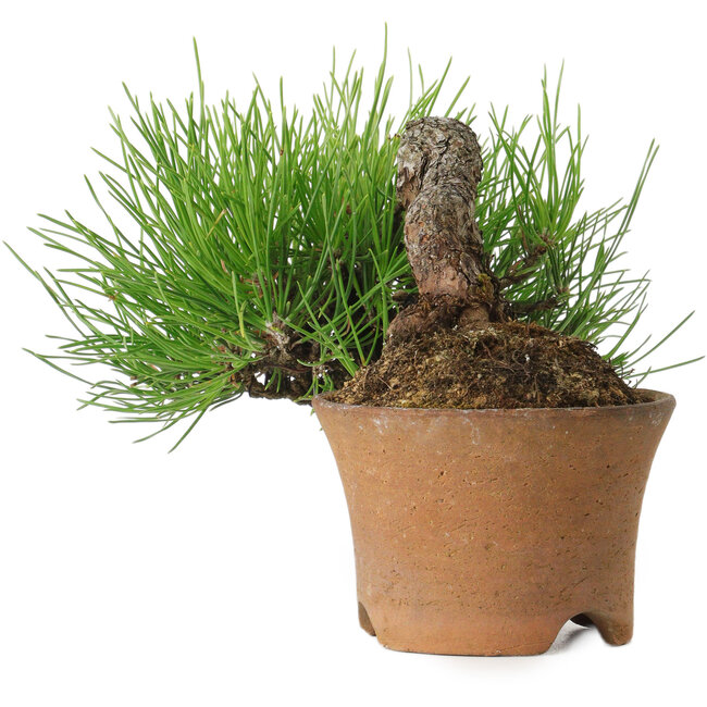 Pinus thunbergii, 9 cm, ca. 25 Jahre alt, mit einem Wurzelhals von 4 cm