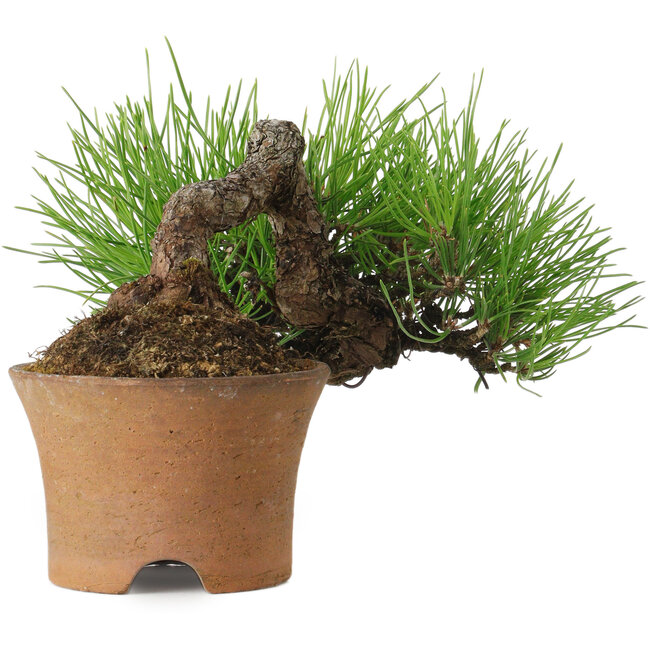 Pinus thunbergii, 9 cm, ± 25 jaar oud, met een nebari van 4 cm.