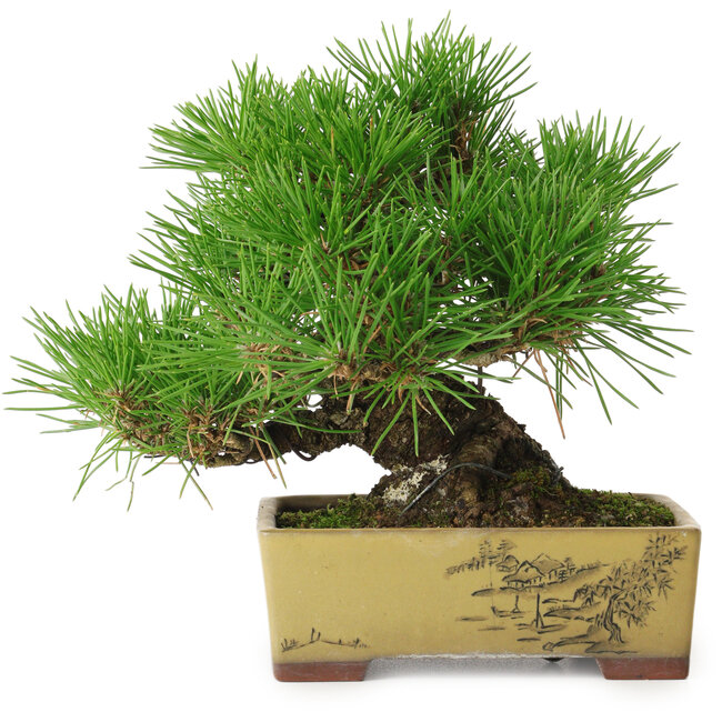 Pinus thunbergii, 16 cm, ± 30 años, con un nebari de 7 cm