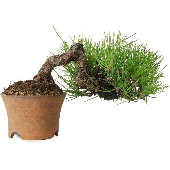 Pinus thunbergii, 9 cm, ca. 25 Jahre alt, mit einem Wurzelhals von 4 cm