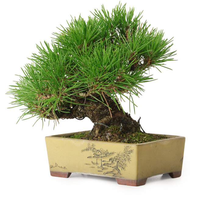 Pinus thunbergii, 16 cm, ± 30 años, con un nebari de 7 cm