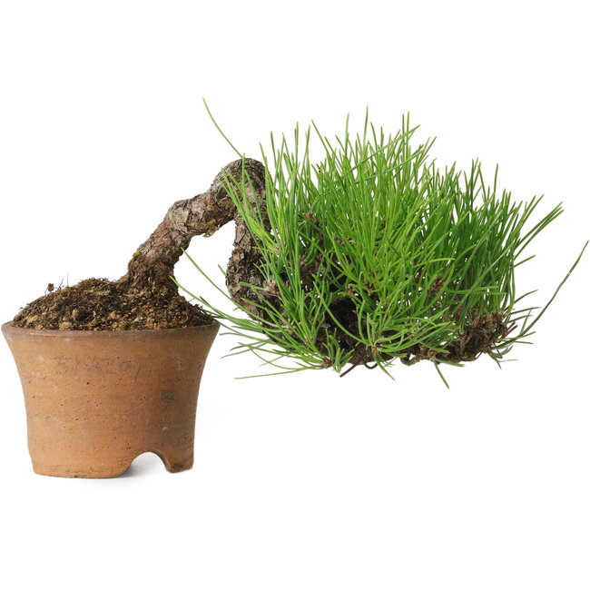 Pinus thunbergii, 9 cm, ± 25 years old, with a nebari of 4 cm