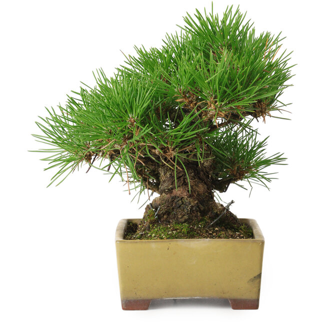 Pinus thunbergii, 16 cm, ± 30 años, con un nebari de 7 cm
