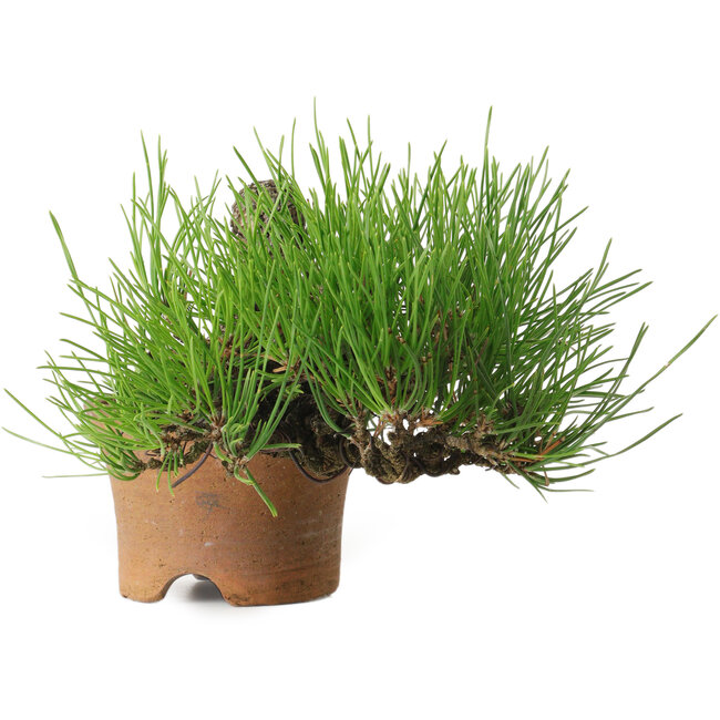 Pinus thunbergii, 9 cm, ± 25 ans, avec un nebari de 4 cm